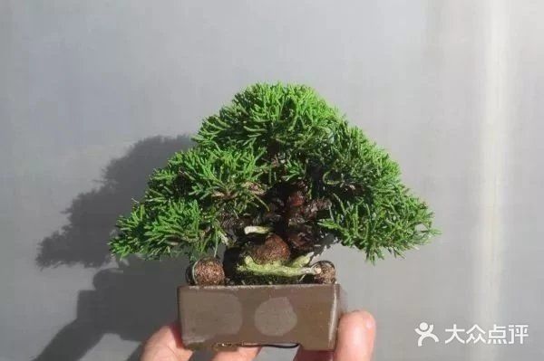 盆景沤肥的窍门