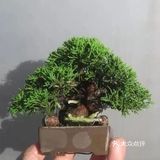 盆景沤肥的窍门