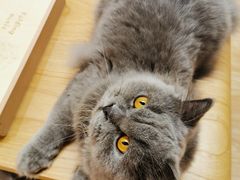 -猫和宫(六道口店)