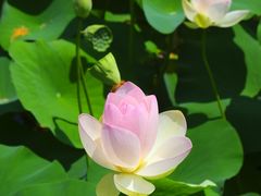 -莲花池公园