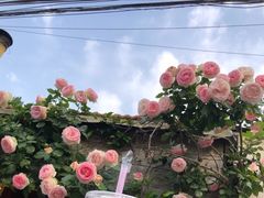 -春风十里咖啡馆