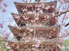 -醍醐寺