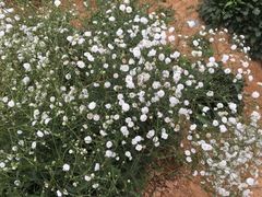 -松山湖梦幻百花洲