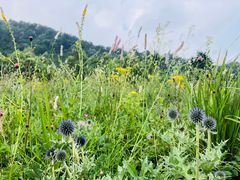 -白草畔自然风景区