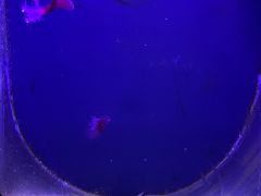 -大连圣亚海洋世界
