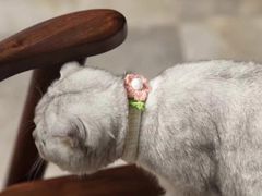 -瑞派宠物医院·中兽医专科(中央商城分院)