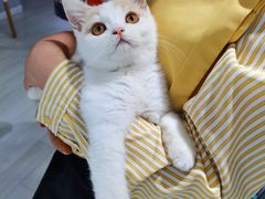 -喵的天空名猫咖啡馆·撸猫·猫舍·用品