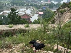 -西霞口神雕山野生动物世界