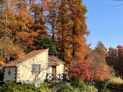 -上海共青森林公园