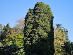 -墨尔本皇家植物园