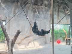 -武汉动物园