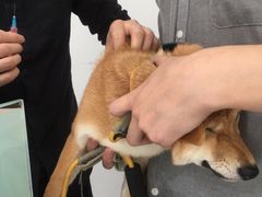 -BABYDOG宝贝狗宠物乐园(欧洲城店)
