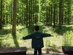 -黄海国家森林公园