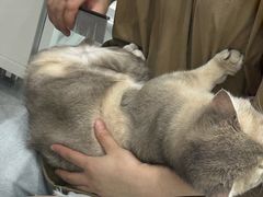 -爱洗澡的猫(天河路店)