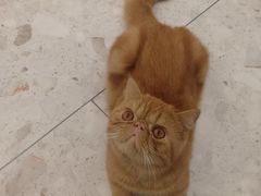 -飞行喵MR PILOT|猫舍·猫咖(静安大融城店)