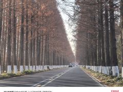 -黄海国家森林公园