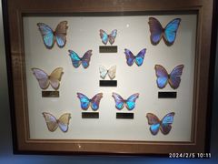 -上海昆虫博物馆