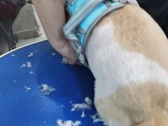 -瑞鹏·疫苗·绝育·宠物医院(广九店)