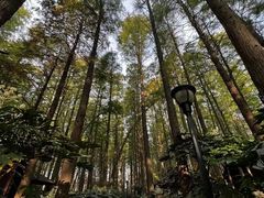 -泗洪洪泽湖湿地景区