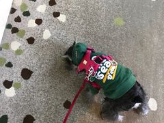 -上海崇明金茂凯悦酒店