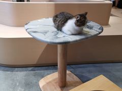 -瞄一喵猫咖(格力海岸店)