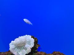 -海合安武汉极地海洋公园