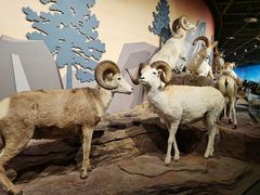 -陕西自然博物馆