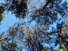 -北京西山国家森林公园