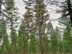 -塞罕坝国家级自然保护区