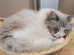 -绒爪撸猫下午茶·猫咖