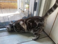 -海边的猫和咖啡馆
