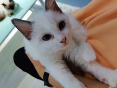 -喵的天空名猫咖啡馆·撸猫·猫舍·用品