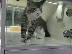 -小猫来了·猫咪专售(红山六九七九店)