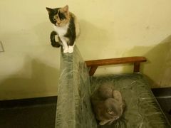 -猫色咖啡·猫咖