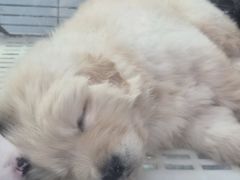 -哈尔滨道外花鸟鱼市场