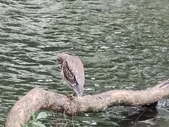 -九龙公园