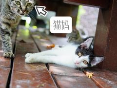 -静安公园(静安寺街道)