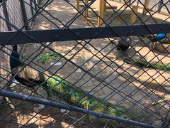 -长白岛森林公园