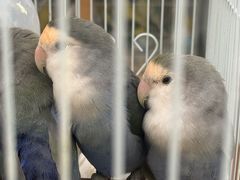 -哈尔滨道外花鸟鱼市场