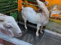 -上海大自然野生昆虫馆(东方明珠·爬宠昆虫探索中心)
