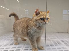 -lincat·猫舍(广州店)
