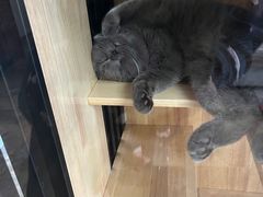 -猫大福·Fortune Cat猫舍(百子湾店)