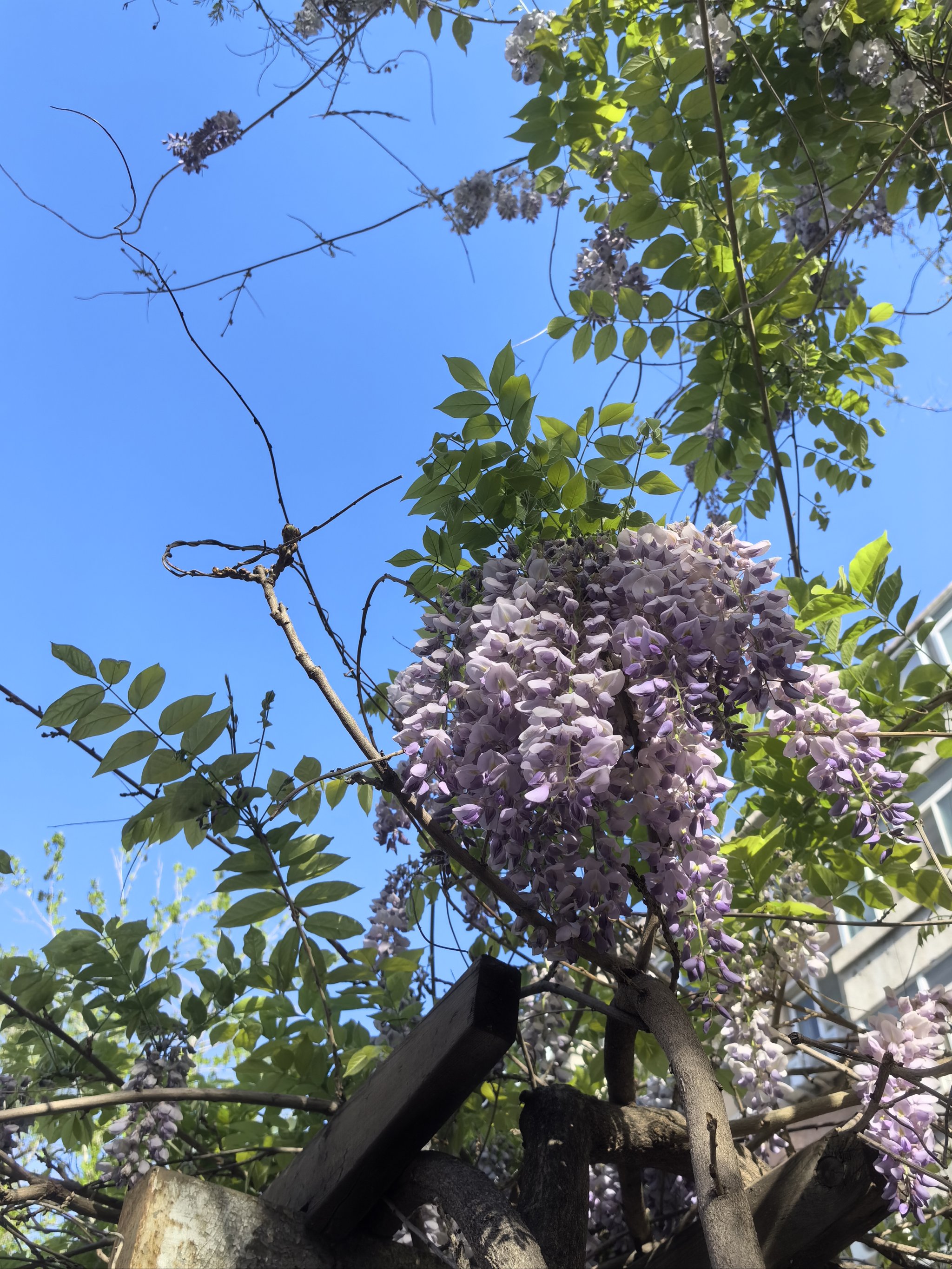 藤蔓花的种类图片