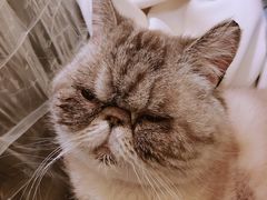 -猫色咖啡·猫咖