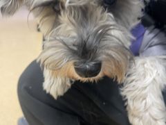 -瑞派·关忠动物医院·猫专科·犬专科(三环新城店)