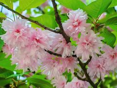 -上海佘山国家森林公园天马山园