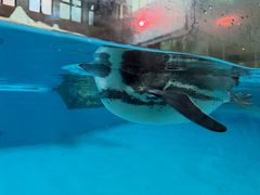 -帝企鹅自助餐厅•儿童岛•真企鹅(长隆企鹅酒店)