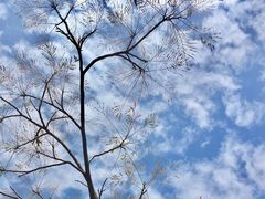 -BeauTea水仙(coco park店)