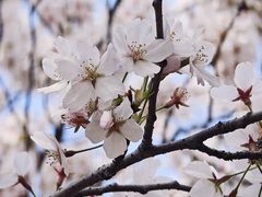 -顾村公园