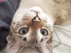 -佳怡动物医院·平价24小时·猫专科骨外科